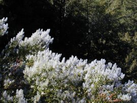 California Lilac or Ceanothus