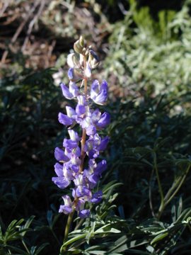 A lupine stock