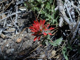 Indian Paintbrush