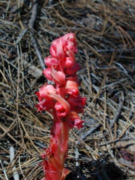 A Snowplant stock