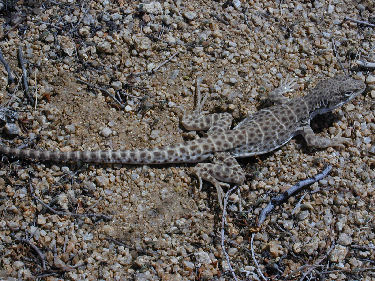 Mojave Fringe-Toed Lizard