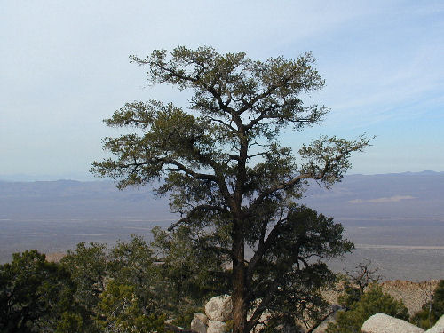 A Pinon Pine tree in the forest of the Midhills island in the sky