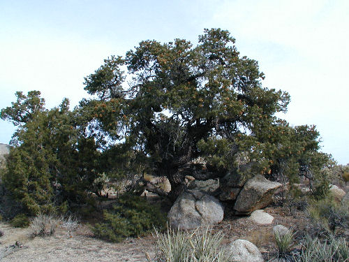 A Pinon Pine in the forest of the Midhills island in the sky