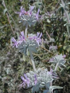 Sage in the canyon