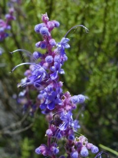 Sage in the canyon