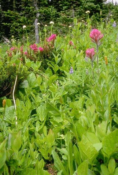 Indian Paintbrush at the alpine level. Click on image to view the next image!