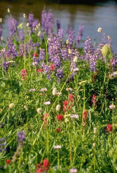 Indian Paintbrush and Lupine at the alpine level. Click on image to view the next image!