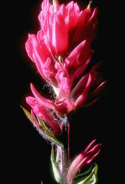 Closeup of Indian Paintbrush at the alpine level. Click on image to view the next image!
