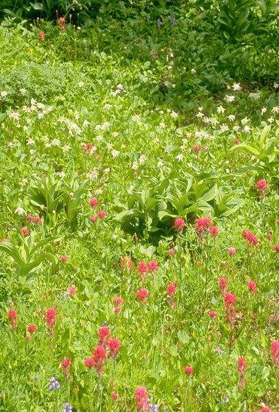 Indian Paintbrush. Click on image to view the next image!
