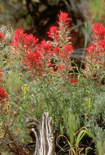 Indian Paintbrush. Click on image to view the next image!