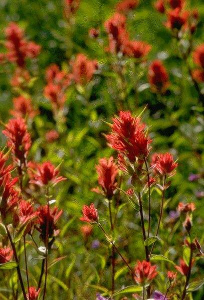 Indian Paintbrush. Click on image to view the next image!