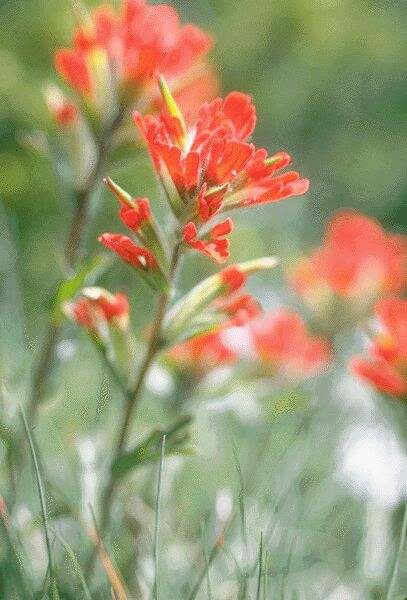 Closeup of Indian Paintbrush. Click on image to view the next image!