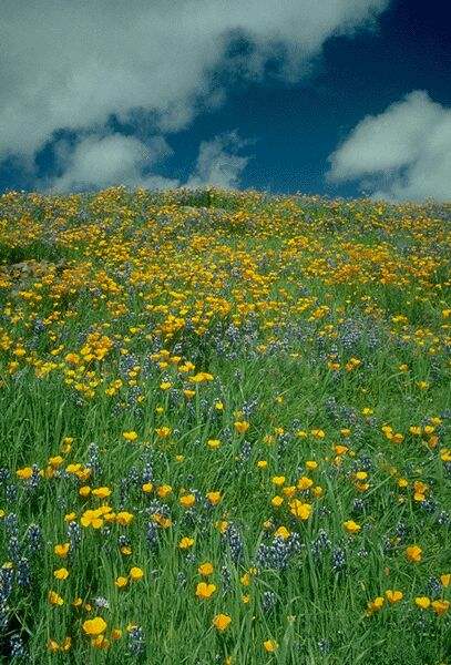 A Field of Golden Poppies mixed with Lupine. Click on image to view the next image!