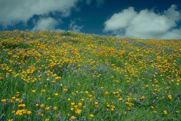 A Field of Golden Poppies mixed with Lupine. Click on image to view the next image!