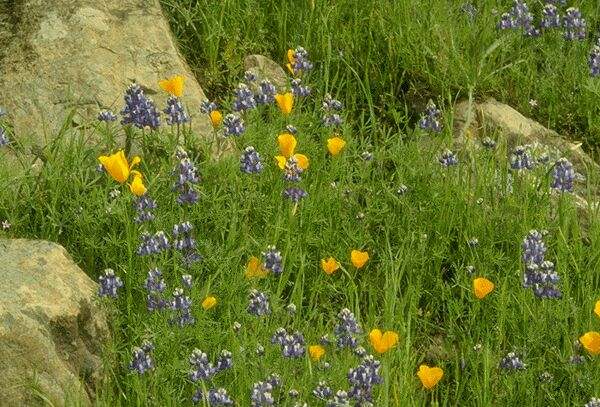 Golden Poppies and Lupine. Click on image to view the next image!