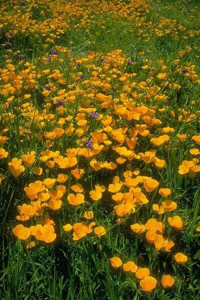 Golden Poppies. Click on image to view the next image!