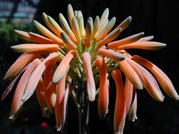 Cape Aloe Ferox