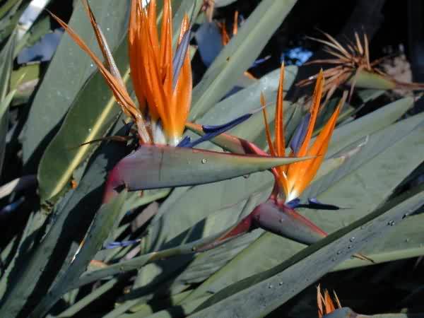 Bird of Paradise