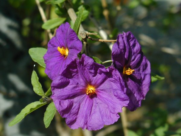 Blue Potatoe Bush Lycianthus Rantonnei