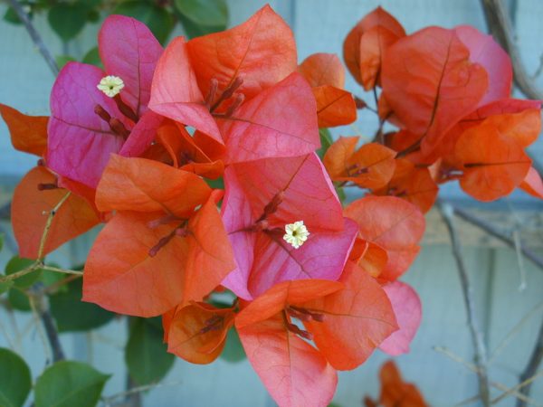 orange bougainvillea