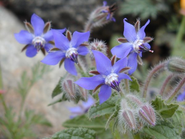 Borage flower