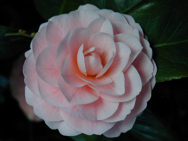 Peach Camelia Flower