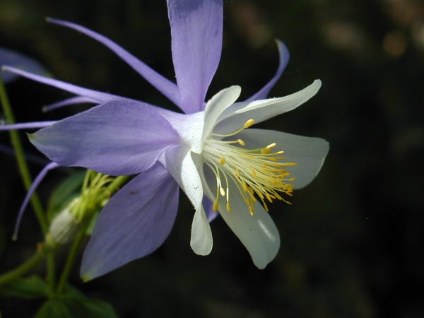 Columbine, Blue Star