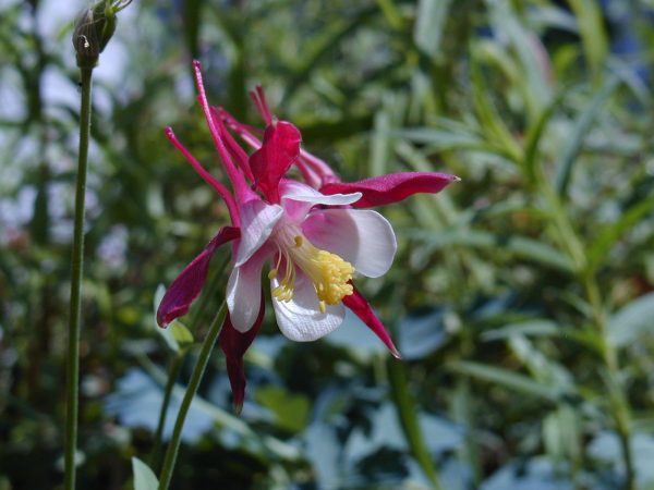 Columbine, Crimson Star