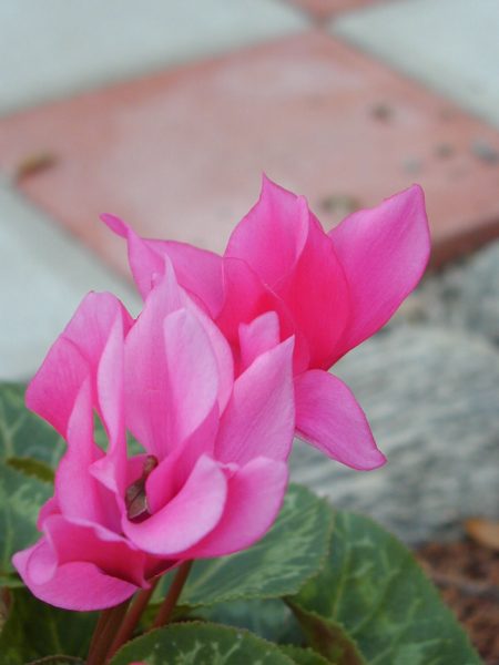 Cyclamen, Pink