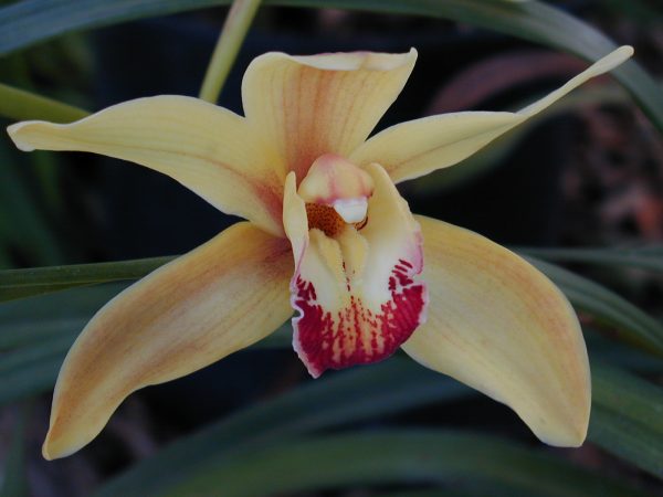 Cymbidium Orchid