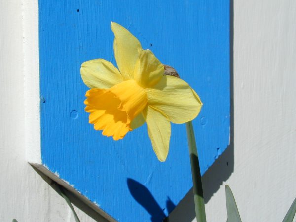 Daffodil