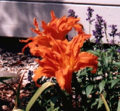 Orange Daylilly Flower