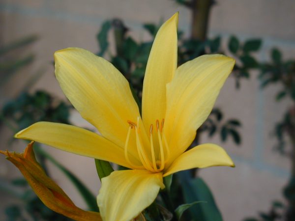 Yellow Daylilly Flower