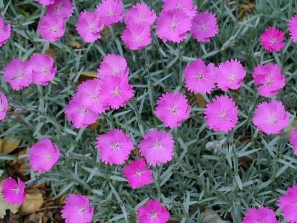 Dianthus Gratianapolitanus Firewitch