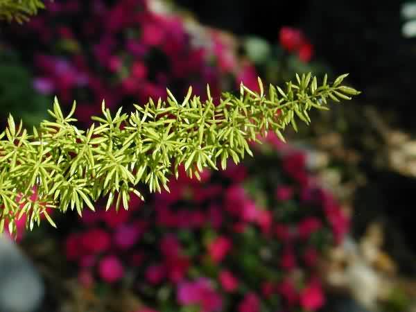 asparagus fern