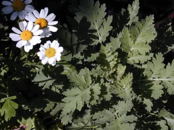 Feverfew