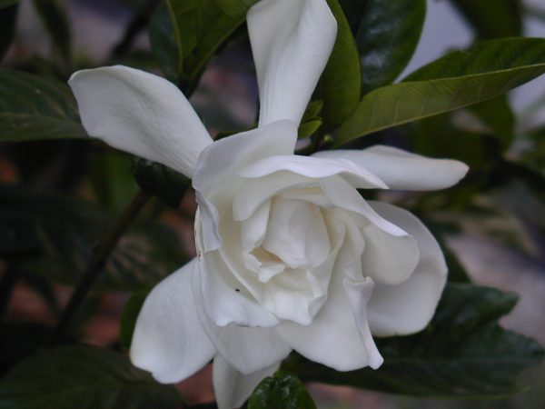 Gardena Jasminoides