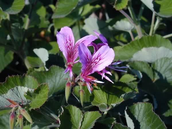 Geranium Cordata Flower