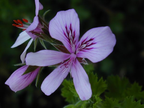 Lemon Scented Geranium