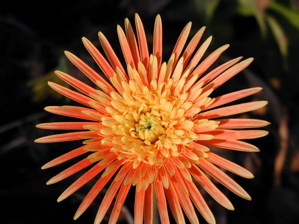 Gerber Daisy