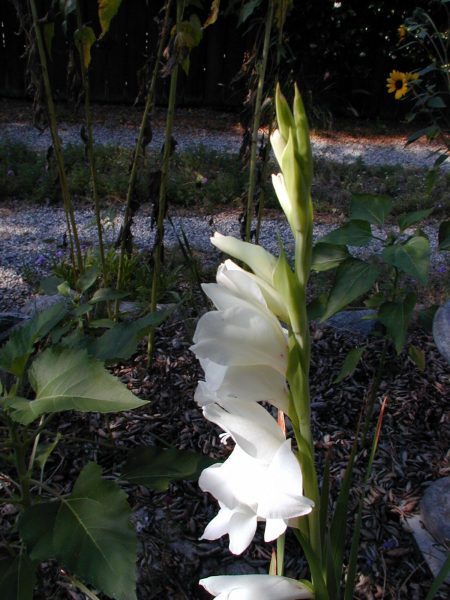 White Gladiola