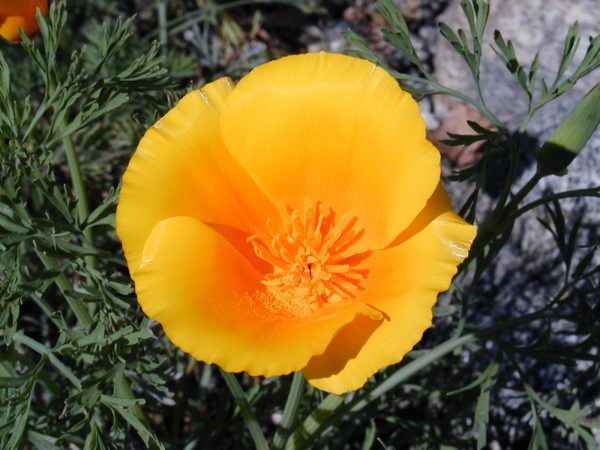 California Golden Poppy, Eschscholzia Californica