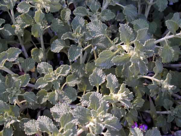 Horehound, Marrubium Vulgare