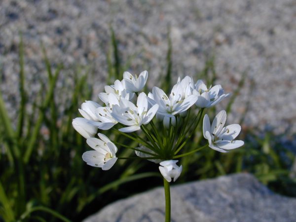 White Hyacinth, Triteleia Hyacinthina