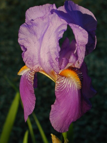 Purple Bearded Iris