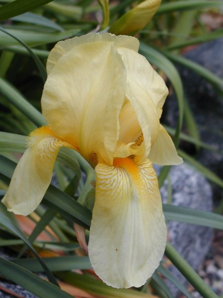 Yellow Bearded Iris