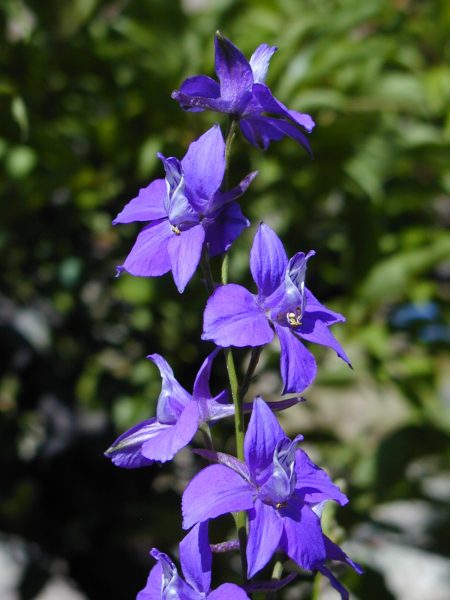 Larkspur Delphinium