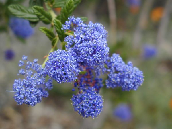 California Lilac Ceanothus