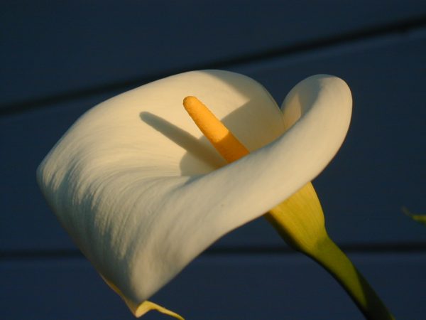 White Calla Lilly at Sunset