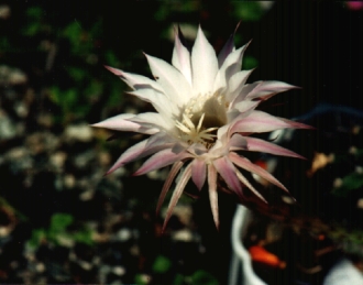 Lobivia Flower